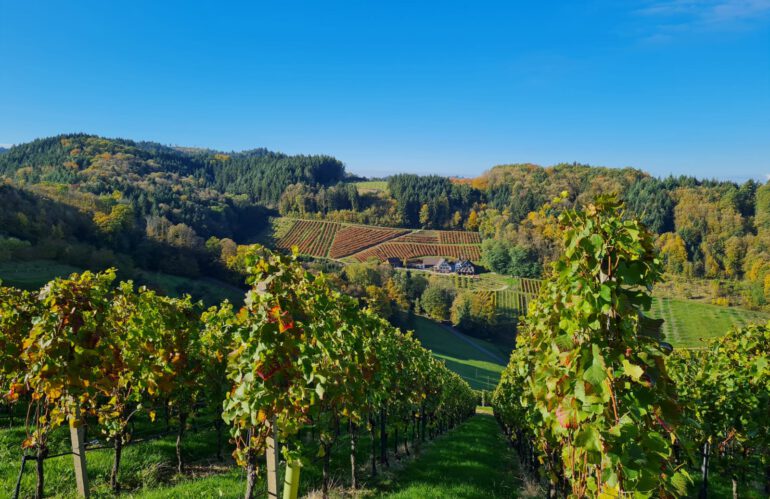 Sport-, Kultur- und Weinfahrt des Sportvereins RW Haaren nach Oberkirch vom 30.09. bis 03.10.23